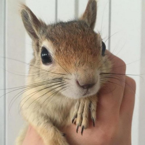 کانال تلگرام squirrel_pet