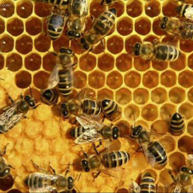 کانال ژله رویال و عسل طبیعی