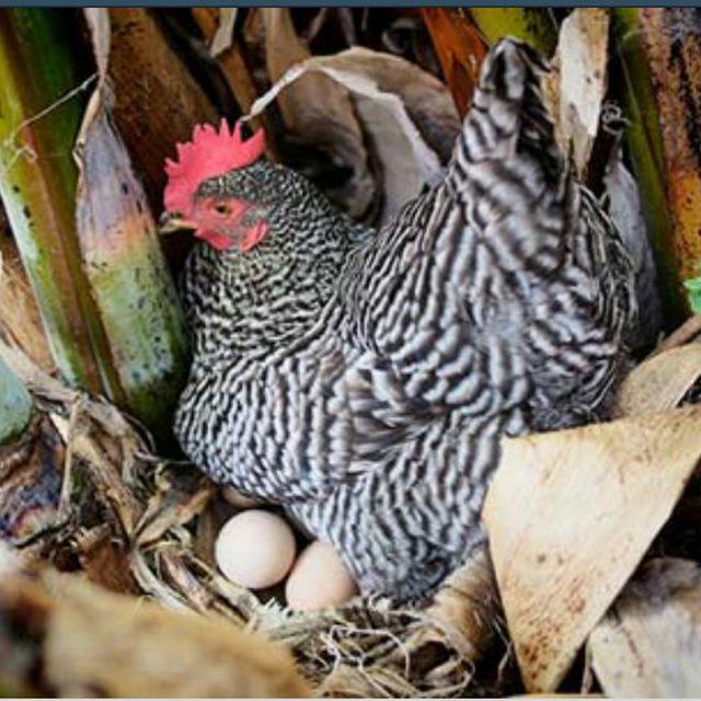 کانال پرورش مرغ بومی تخمگذار(رویان)