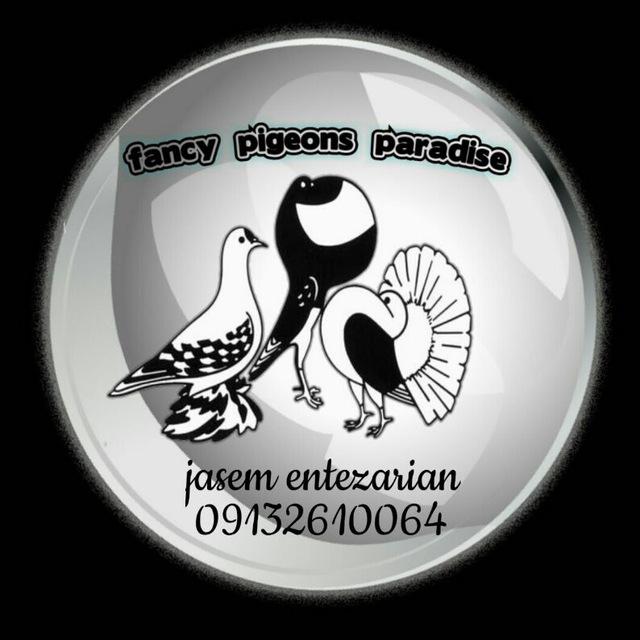 کانال تلگرام بهشت کبوتران زینتی