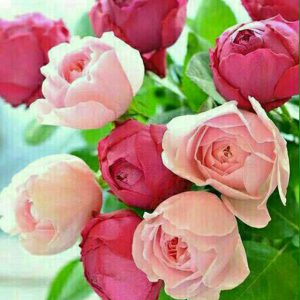 کانال AB تصاویر متحرك و انیمیشن