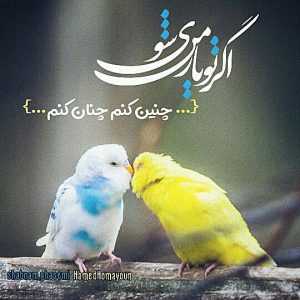 عکس پروفایل جدید اگر تو یار من شوی
