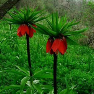 کانال همه چی در هم 😨😨😨😁😂