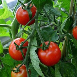 کانال Bazram| خانه و مزرعه 🏡🌻