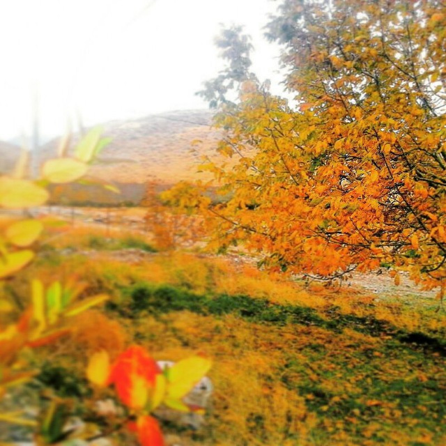 کانال تلگرام گلخیزان