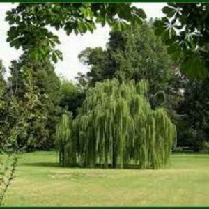 کانال بید مجنون