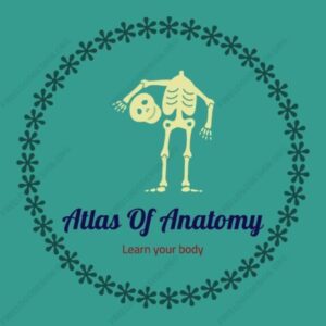 کانال Atlas Of Anatomy | آموزش آناتومی
