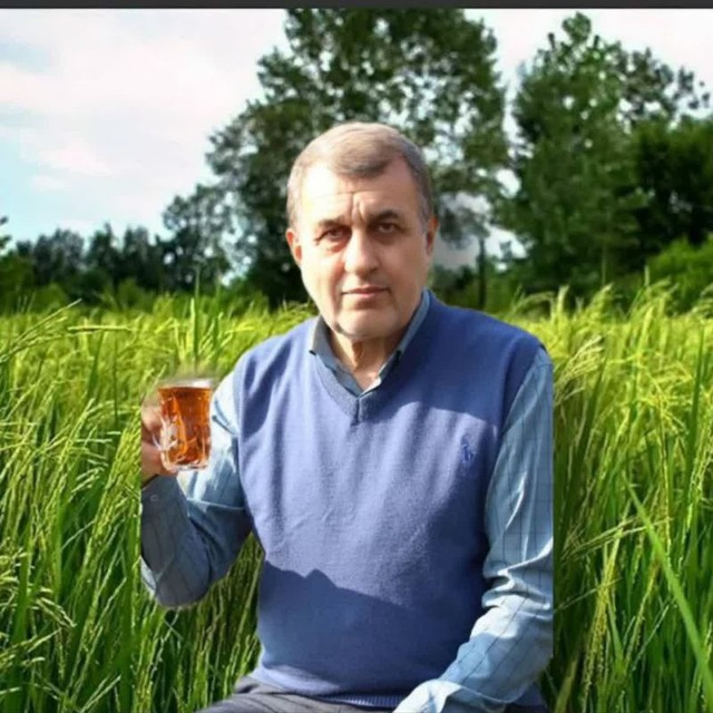 کانال برنج و چای گیلان | کمالیان کانال برنج و چای گیلان | کمالیان